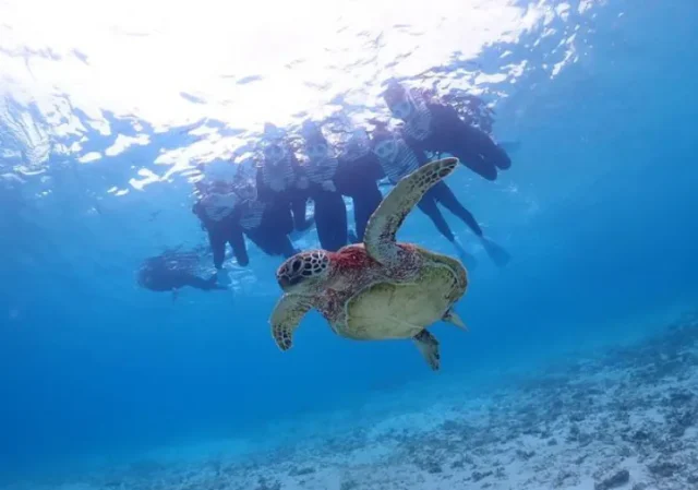 シュノーケリング、ウミガメ