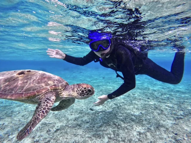 ウミガメ、シュノーケリング