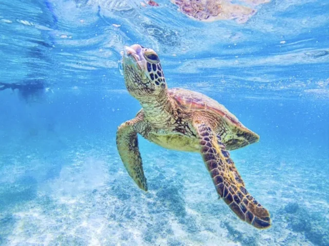 ウミガメ、シュノーケリング