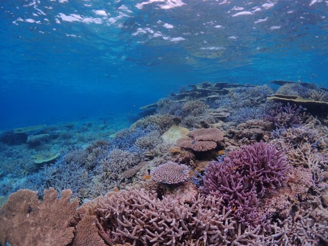 八重干瀬のサンゴとカラフルな魚