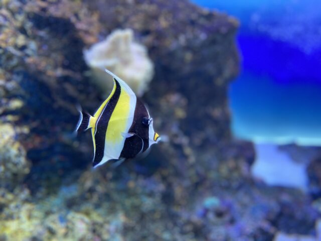 宮古島の海を彩る鮮やかなツノダシの姿