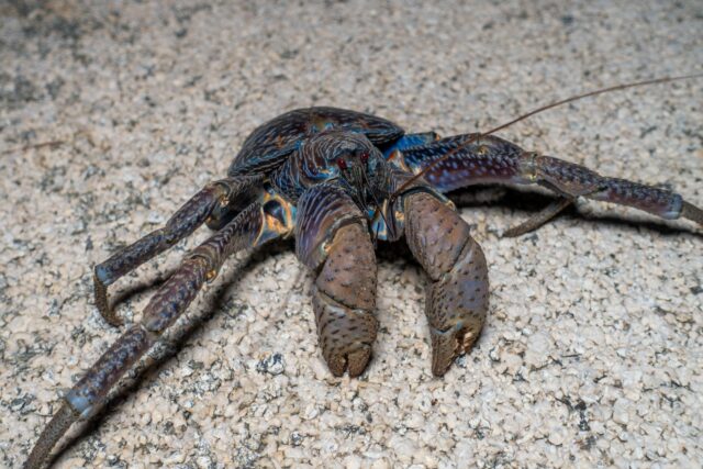 夜に現れるヤシガニ宮古島の生き物