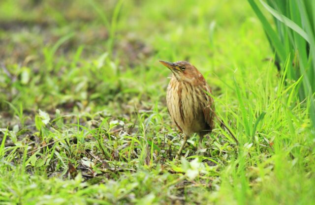 観察宮古島の生き物リュウキュウヨシゴイ