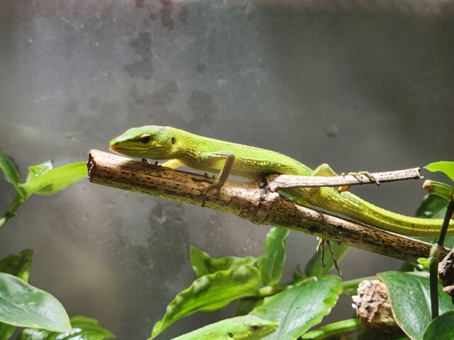 宮古島固有種ミヤコカナヘビ