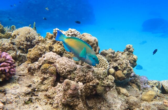 宮古島のサンゴ礁を彩るカラフルなブダイ