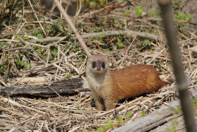 希少種を脅かす外来ニホンイタチと宮古島の生き物
