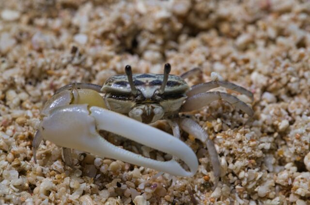 大きなハサミのシオマネキ宮古島の生き物