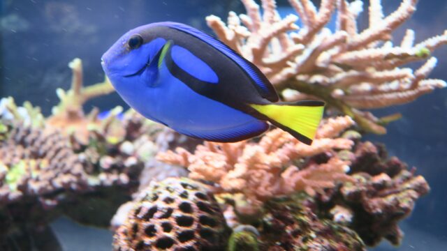 宮古島の海を彩る青く美しいナンヨウハギ