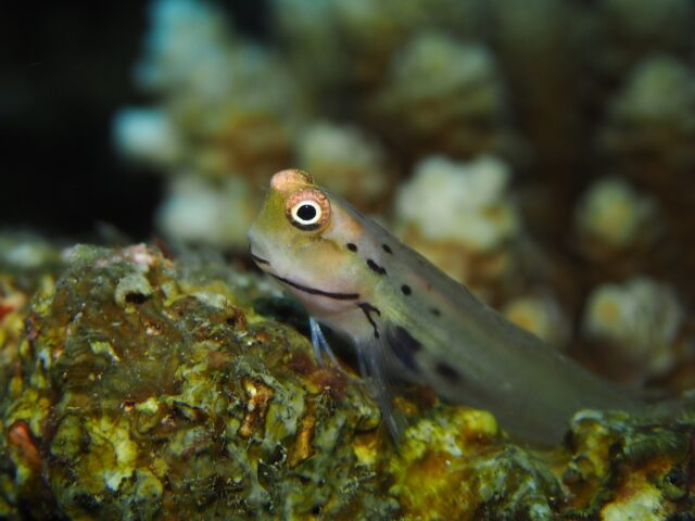 大きな目が可愛いイシガキカエルウオの姿