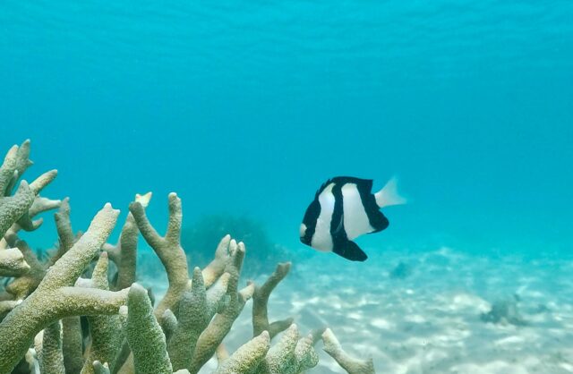 宮古島の海を泳ぐミスジリュウキュウスズメダイ