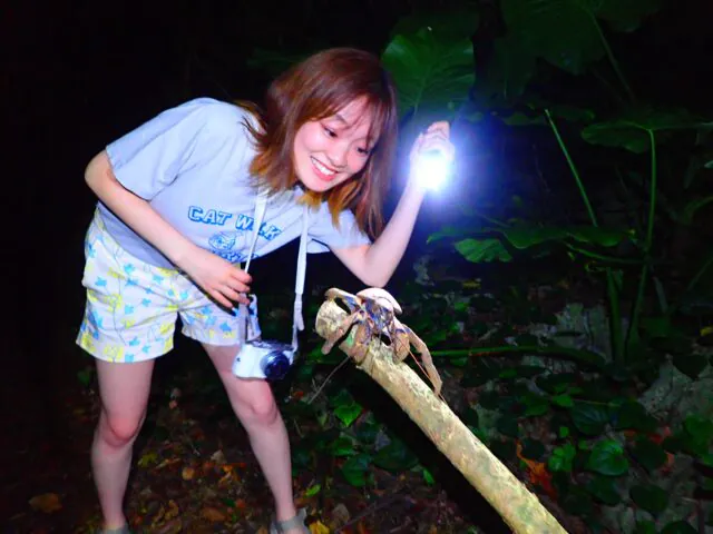 ナイトツアーでヤシガニ観察と宮古島の生き物