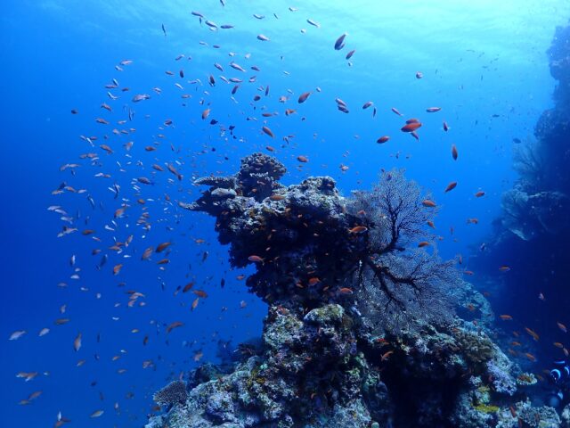 サンゴ礁、熱帯魚、シュノーケリング