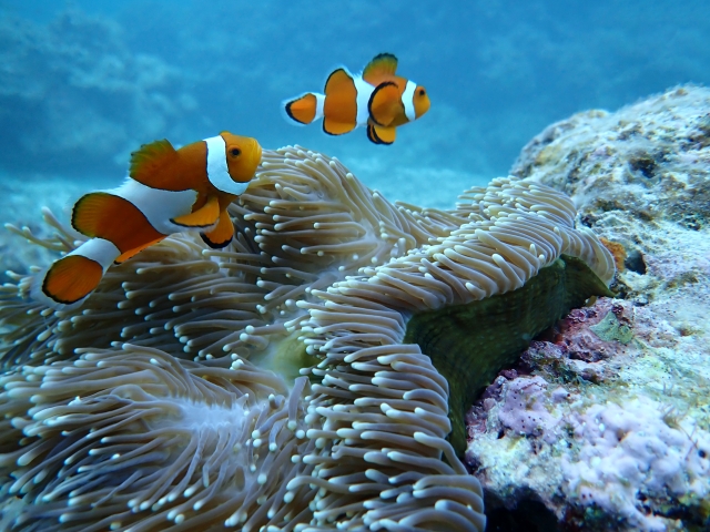 熱帯魚、珊瑚、サンゴ礁