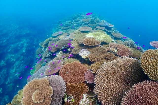 サンゴ礁、シュノーケリング